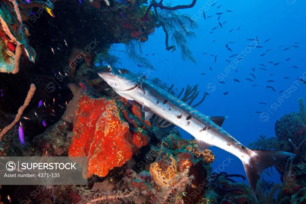 Great barracuda(Sphyraena barracuds) at cleaning station in Belize, Central America