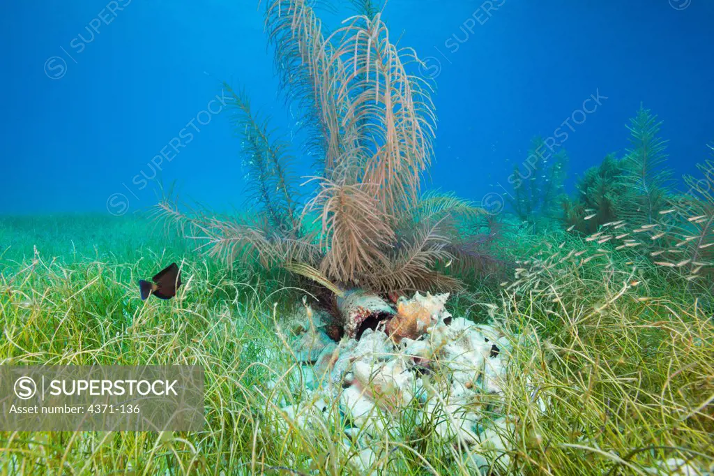 Trumpetfish (Aulostomus maculatus) in grassbed habitat off the coast of Belize in the Caribbean, Central America