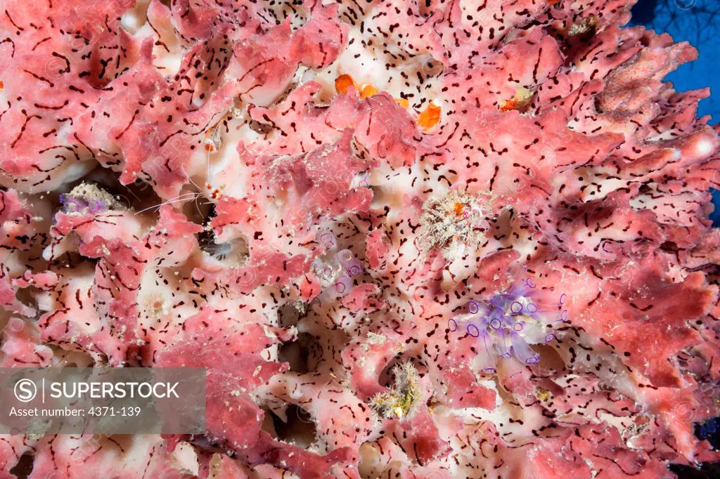 Giant Barrel Sponge  (Xestospongia muta) detail with shrimp and tunicates off the coast of Belize in the Caribbean, Central America