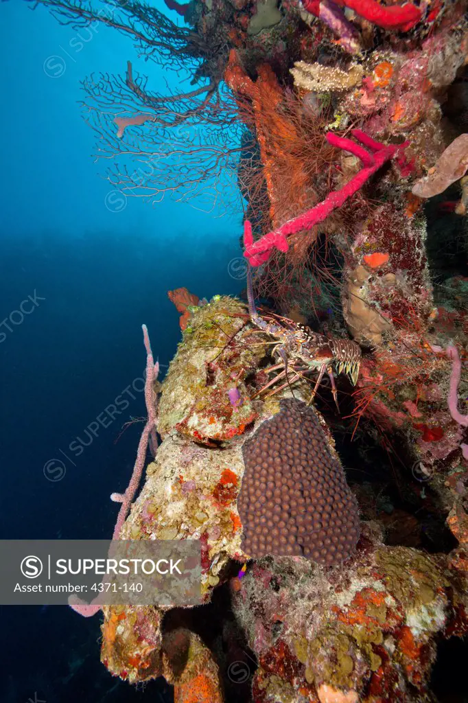 Caribbean Spiny Lobster (Panulirus argus) surrounded by healthy reef system of corals and sponges off the coast of Belize in the Caribbean, Central America