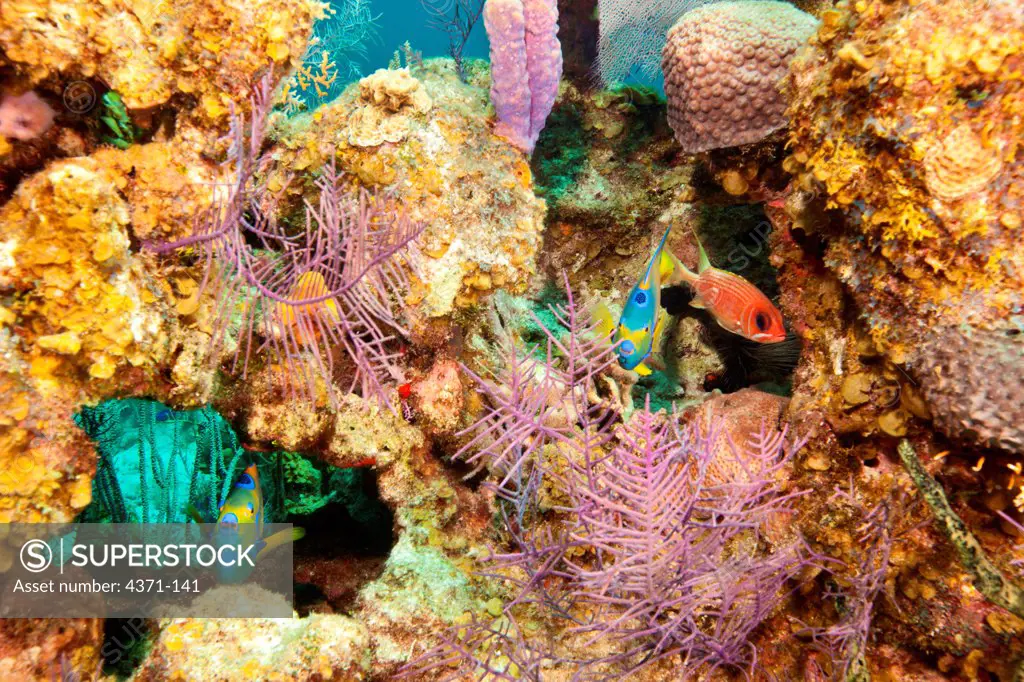 Queen anglefish (Holacanthus ciliaris) and squirrelfish (Holocentrus coruscus) in vibrant healthy reef system off the coast of Belize in the Caribbean, Central America