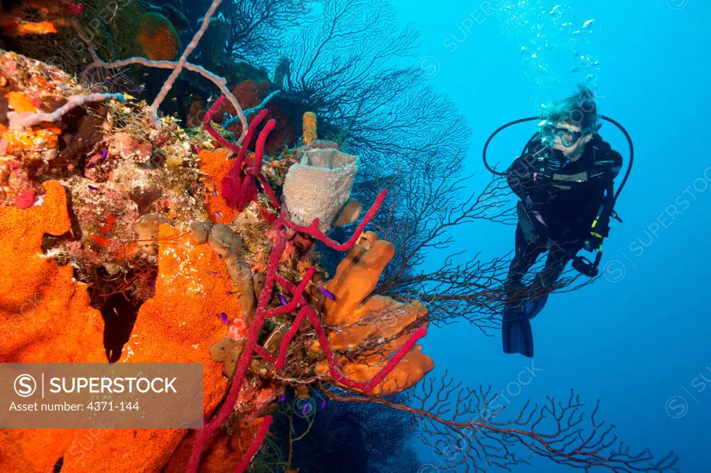Diver on healthy reef system with giant sponges and sea fans off the coast of Belize in the Caribbean, Central America