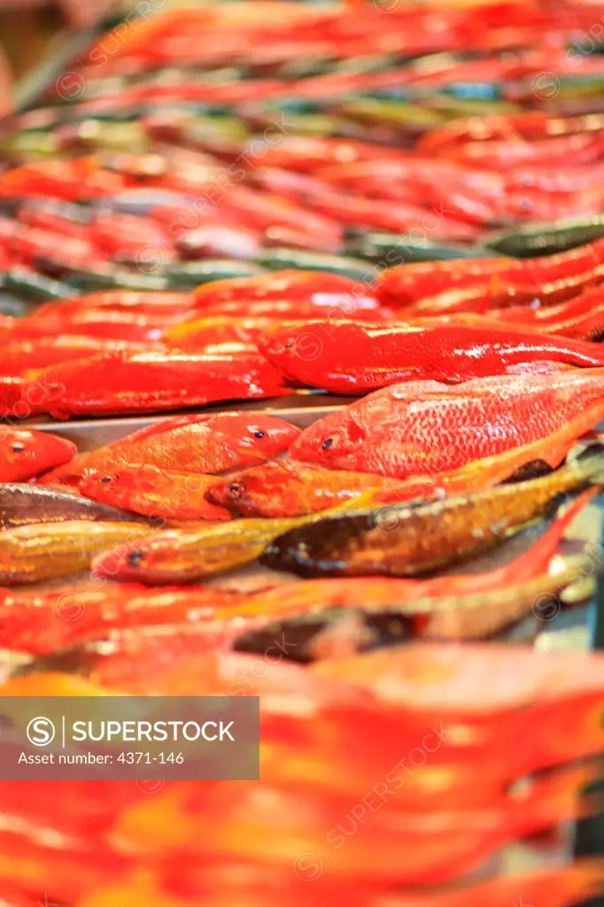 Red Snappers, Papeete Public Market, Tahiti Nui, Society Islands, French Polynesia, South Pacific
