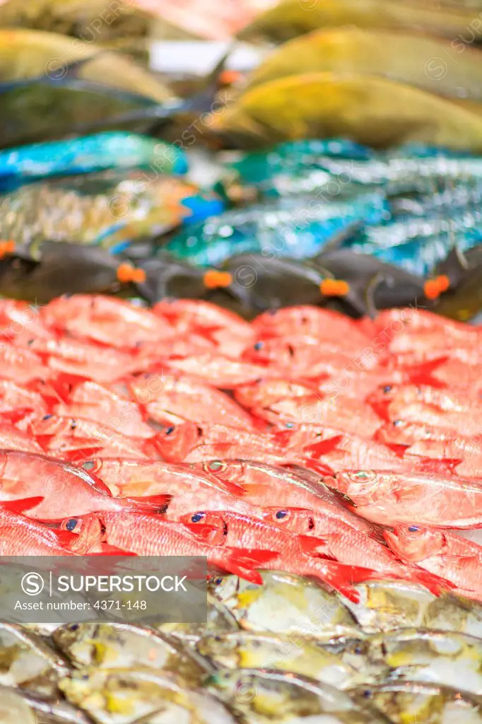 Reef fish, Bigeyes, Parrotfish and spappers, Papeete Public Market, Tahiti Nui, Society Islands, French Polynesia, South Pacific
