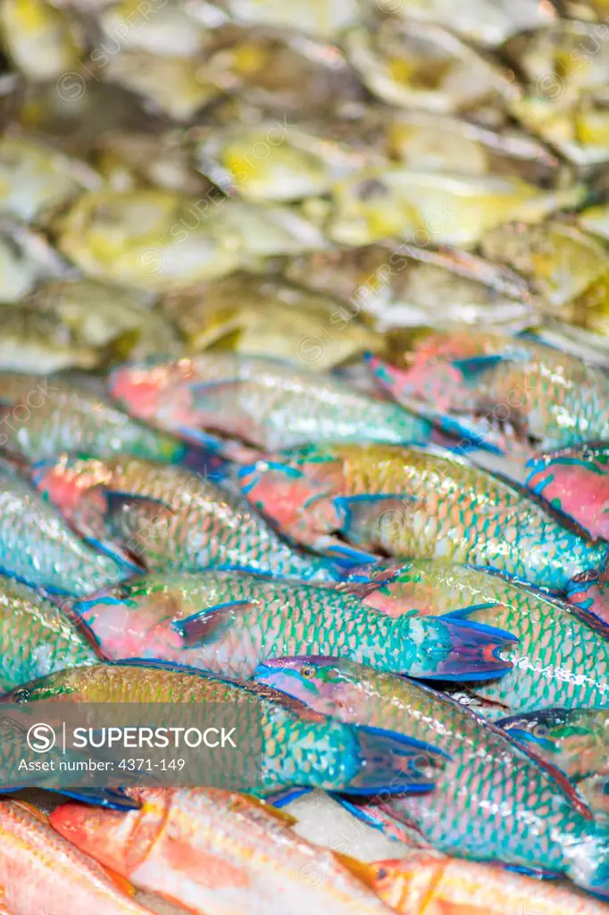 Reef fish: juvenile snappers, Papeete Public Market, Tahiti Nui, Society Islands, French Polynesia, South Pacific