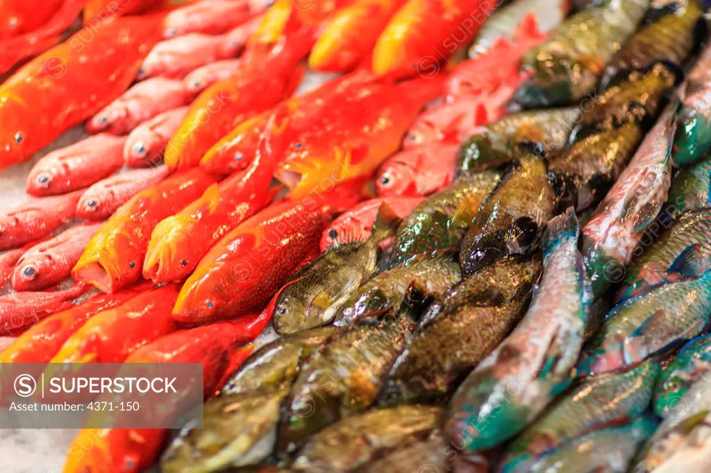 Reef fish: coral cods, juvenile parrotfish, Bigeyes, and juvenile snappers, Papeete Public Market, Tahiti Nui, Society Islands, French Polynesia, South Pacific