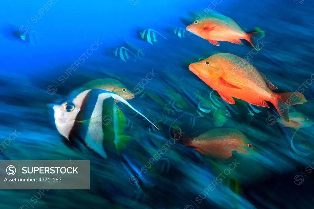 Bannerfish (Heniochus acuminatus) & Red Snapper (Myripristis amaena), Moorea Island, French Polynesia, South Pacific