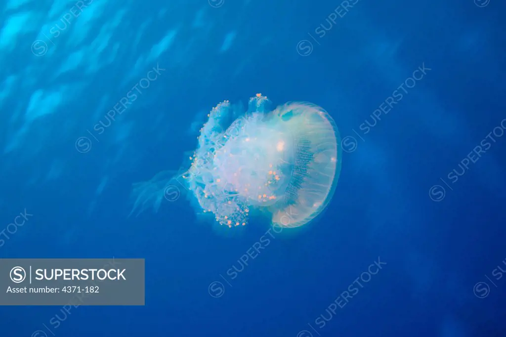 Jellyfish (Cephea sp.), Bora Bora Island, Society Islands. French Polynesia, South Pacific