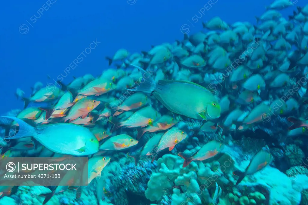 Red Snapper (Myripristis amaena) & Yellowfin Surgeonfish (Acanthurus xanthopterus, Fakarava Island, Tuamotus Group, French Polynesia, South Pacific
