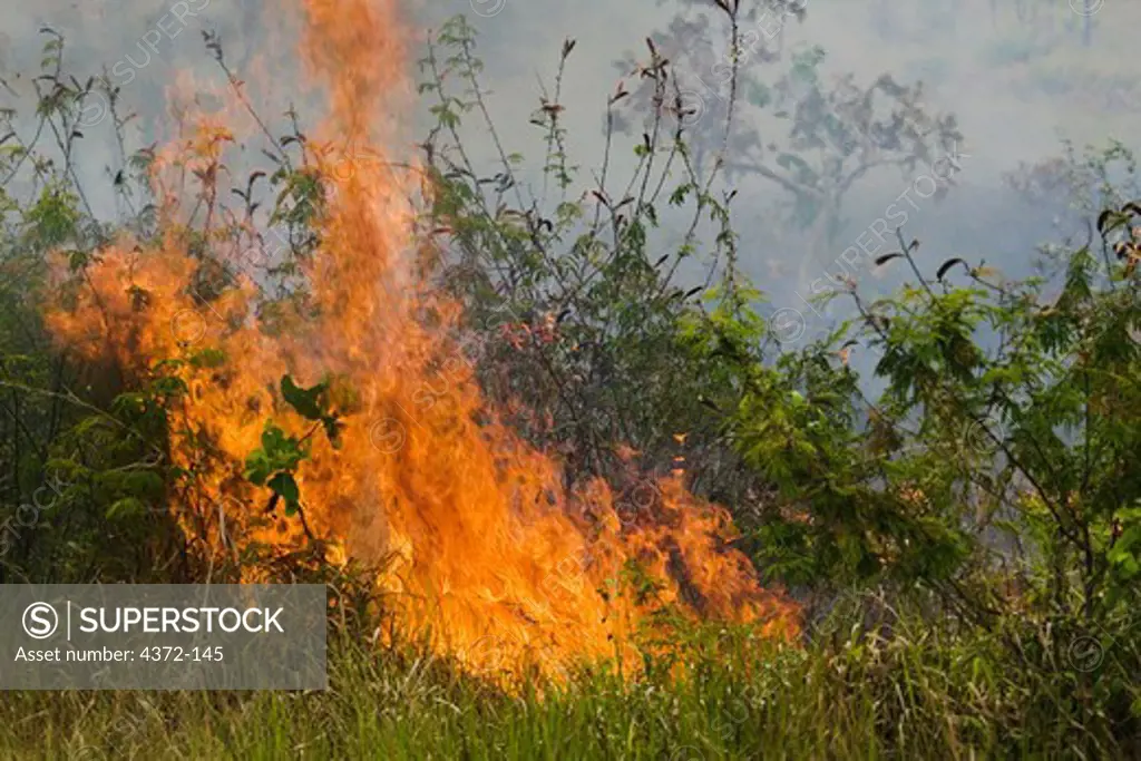 Man-Made Wildfire in Belize