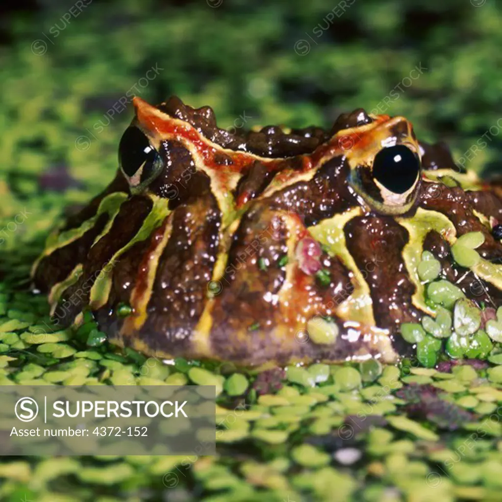 Brazilian Horned Frog