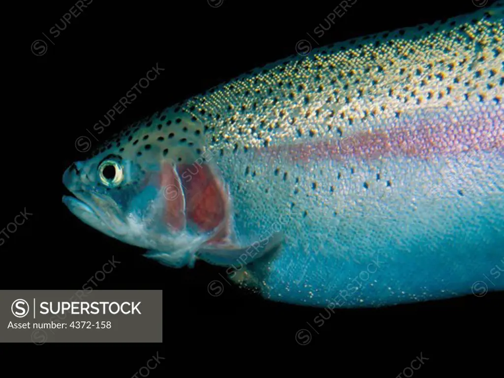 Close Up of a Young Adult Coho Salmon