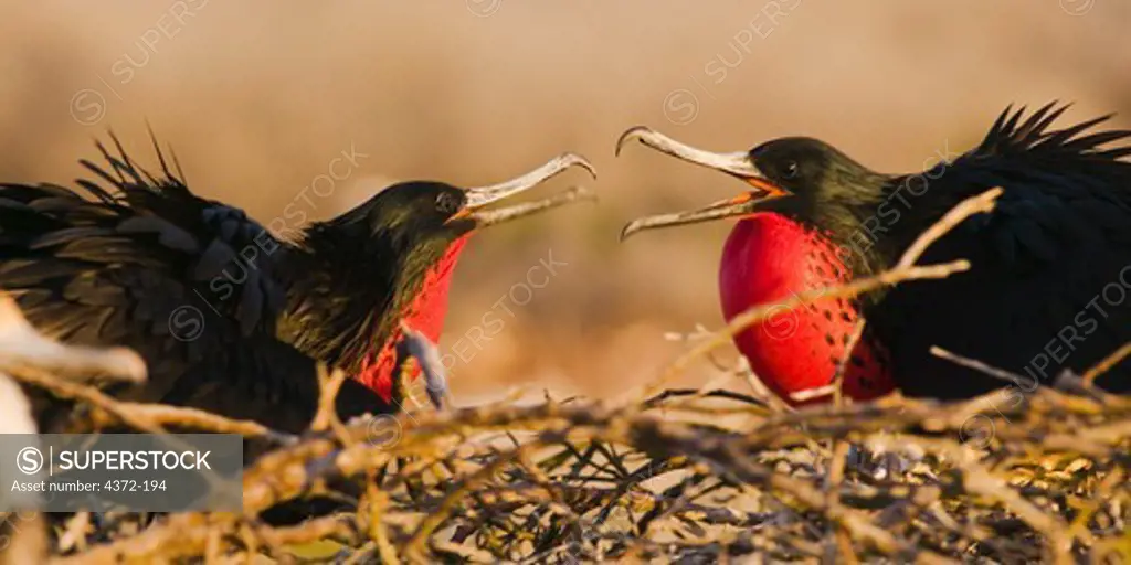 Two Male Great Frigatebirds Displaying