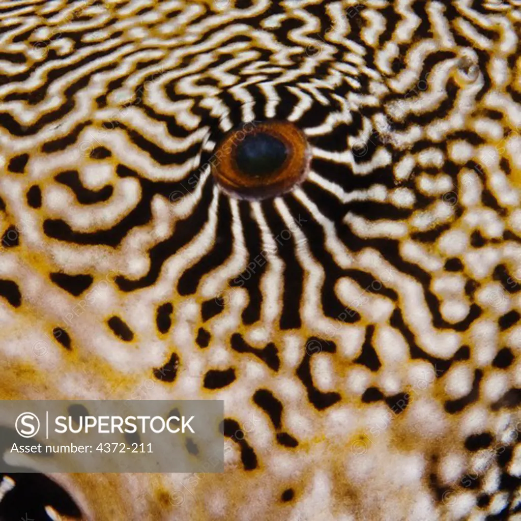 Close Up of Pufferfish Patterning and Eye