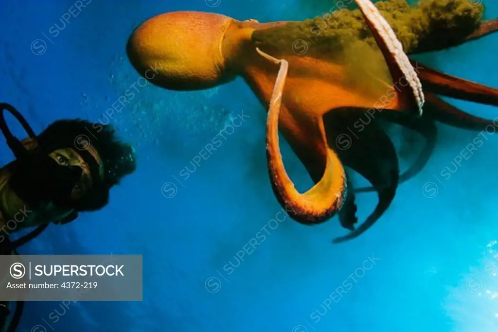 Diver Poses with a Day Octopus