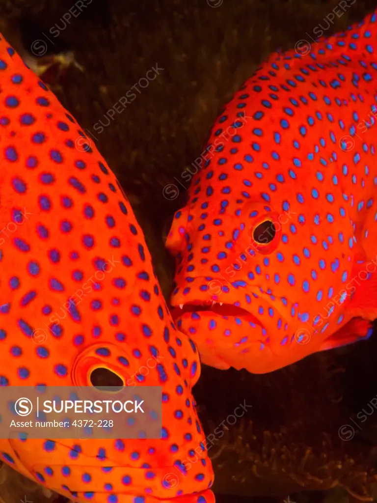 A Pair of Polka-Dotted Coral Cod