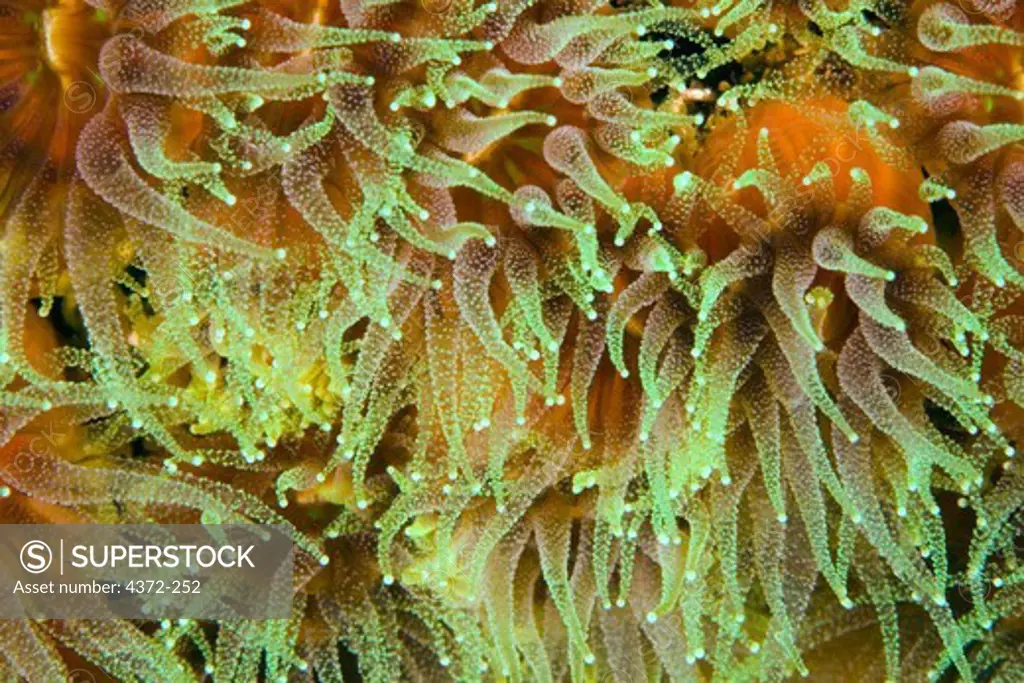 Close Up of Cup Coral Polyps