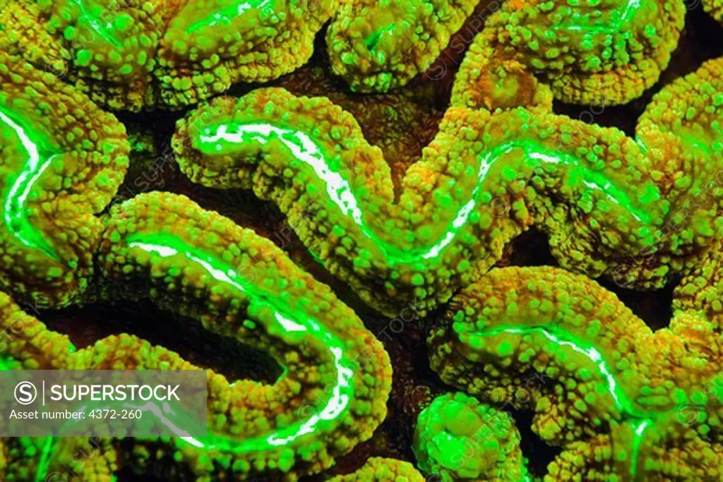 Fluorescing Hard Coral