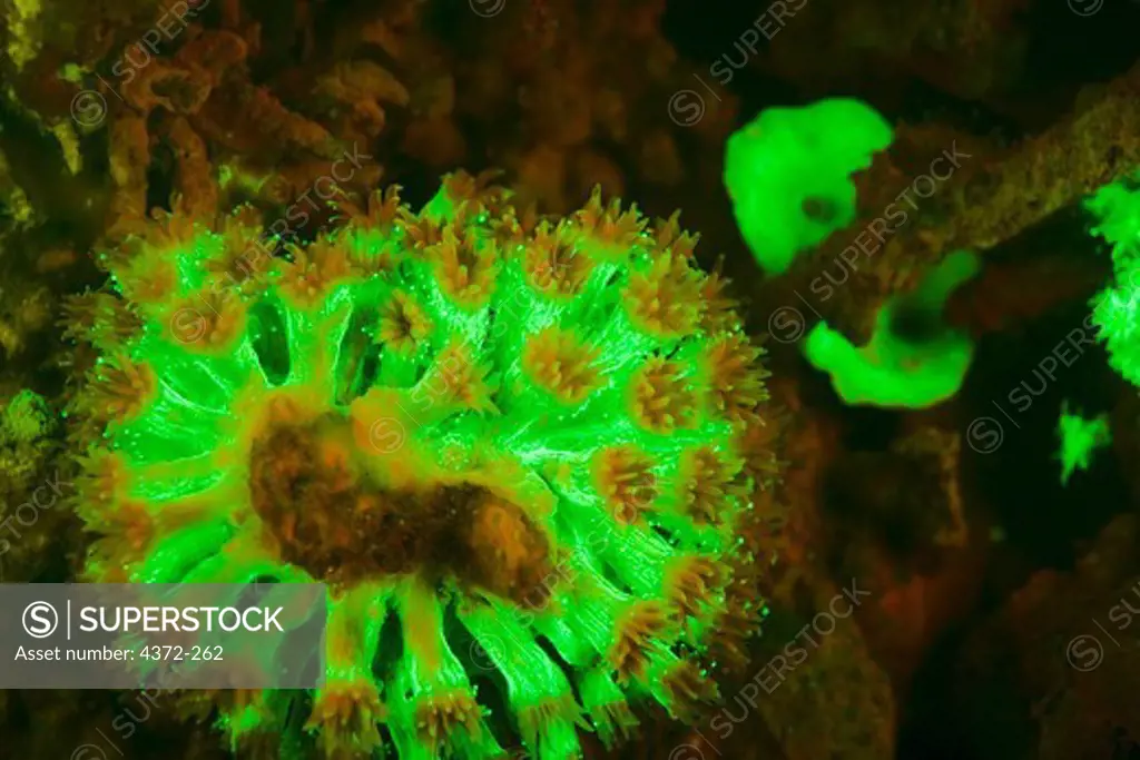Beautiful Fluorescing Coral Polyps