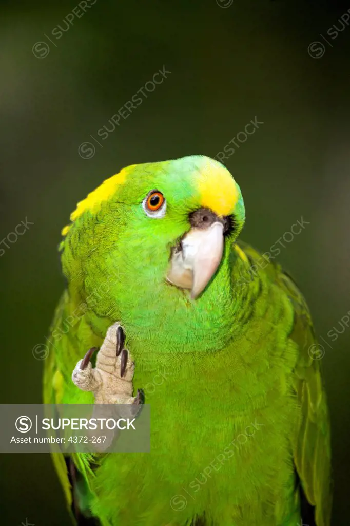 Yellow-Naped Amazon Parrot