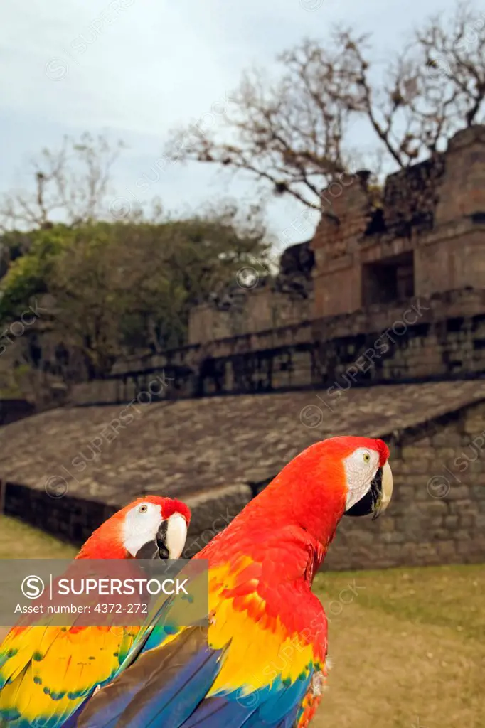 Scarlet Macaws Approach Mayan Ruins