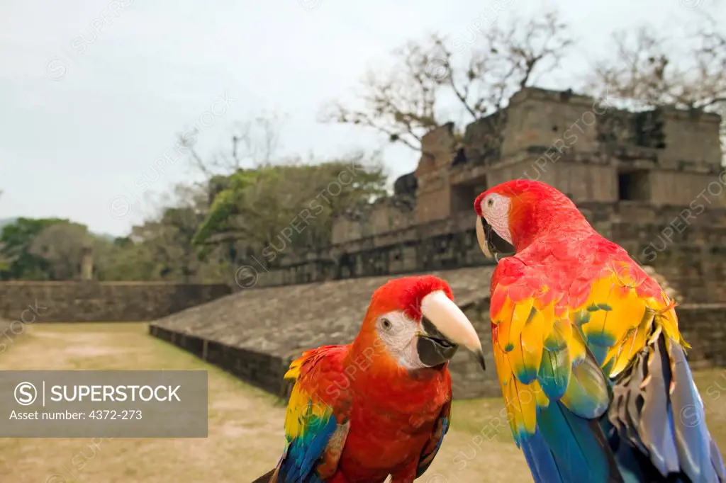 Scarlet Macaws Stop Near Mayan Ruins
