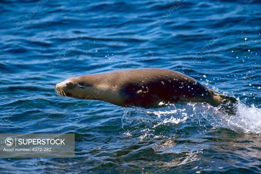 Australian Sea Lion in Motion