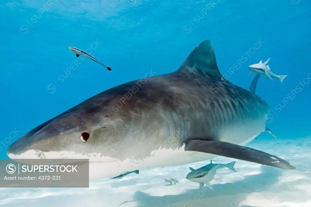 Tiger Shark Swims By