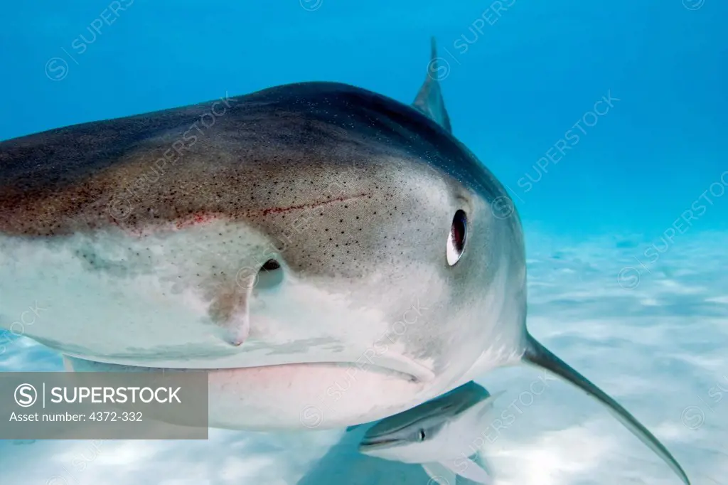 Up Close to a Tiger Shark