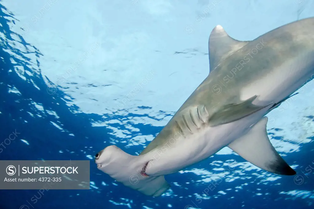 Great Hammerhead Shark Swims Overhead