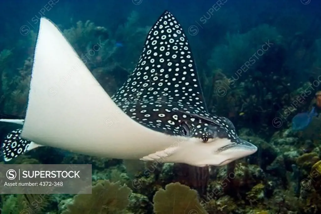Spotted Eagle Ray Glides Along