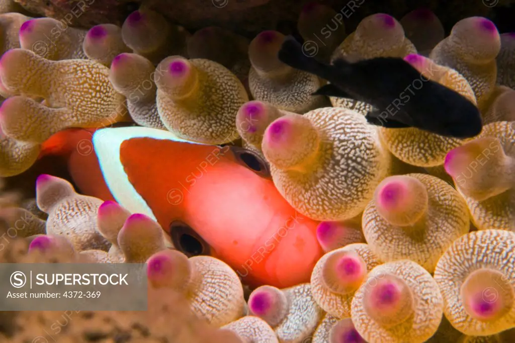 Tomato Clownfish Peers Out From Anemone
