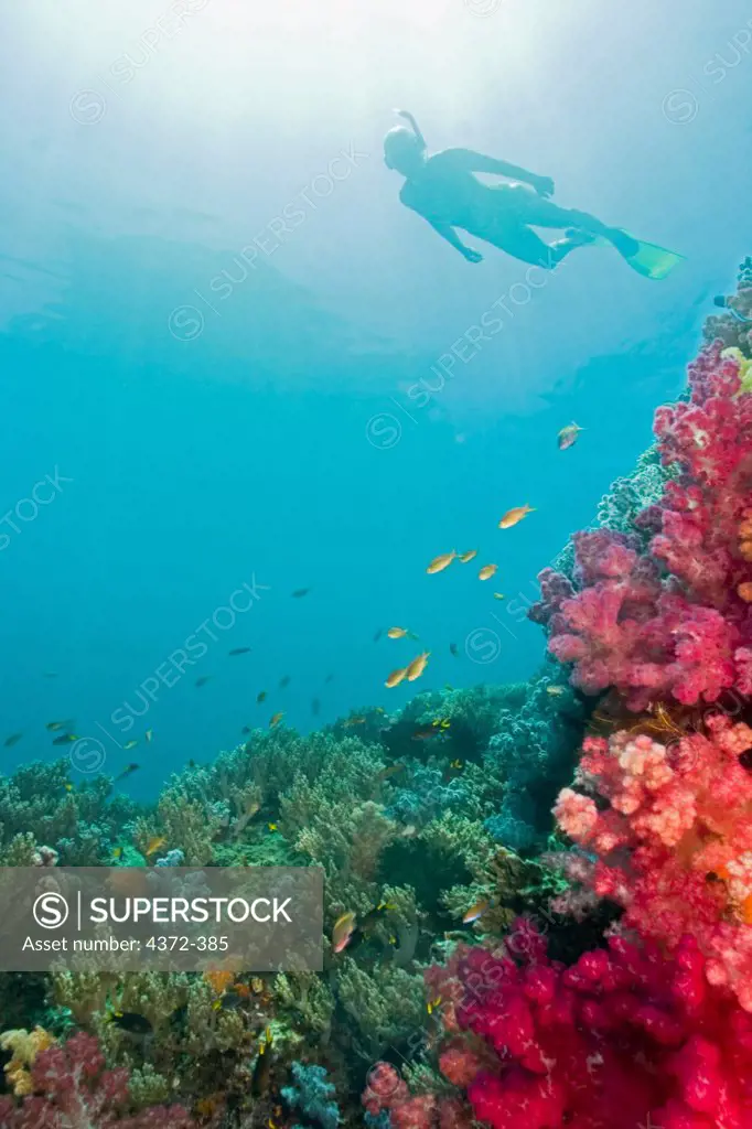 Snorkeler Glides Past Vibrant Soft Corals