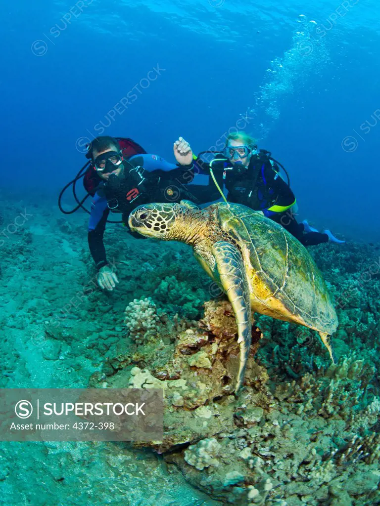 Divers with Green Turtle