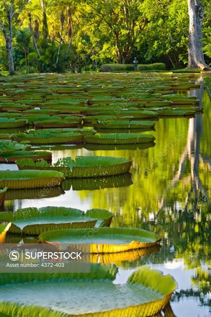 Giant Water Lily Leaves