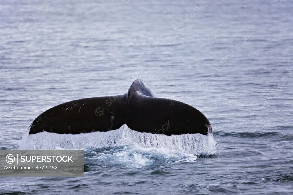 A humpback whale (Megaptera novaeangliae) sounds (dives), showing tail flukes, near Point Adolphus, south of Glacier Bay, on the Inside Passage's Icy Strait, southeastern Alaska.
