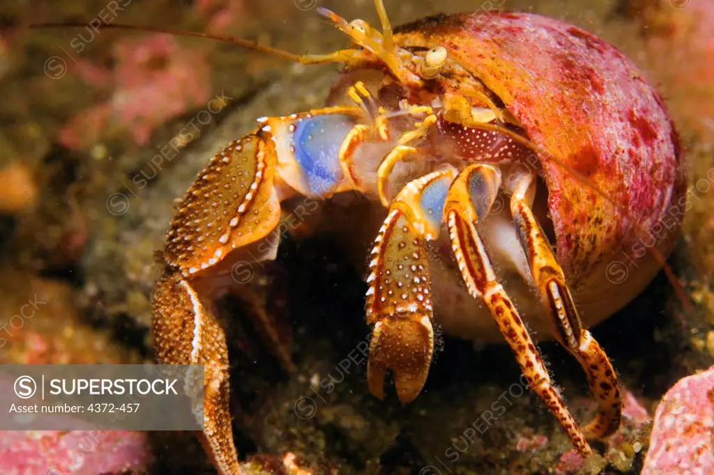 A hairy hermit crab (Pagurus hirsutiusculus), Admiralty Island, Inside Passage, southeastern Alaska.
