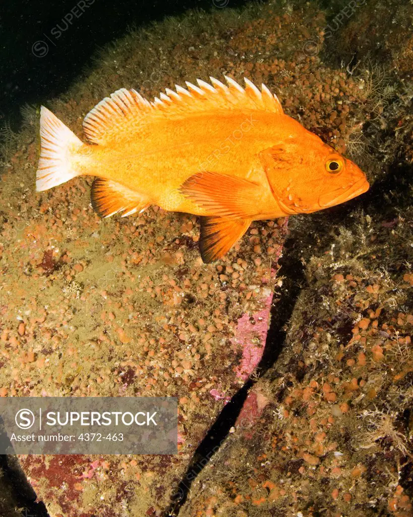 A yelloweye rockfish (Sebastes ruerrimus), Foggy Bay, Inside Passage, southeastern Alaska.
