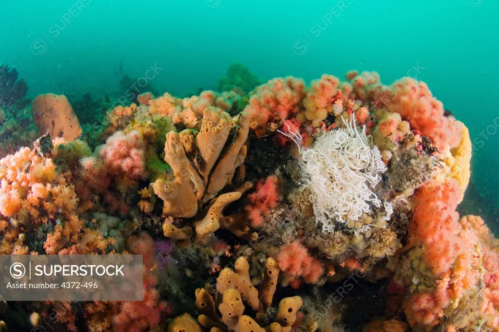 Sponges and prolific soft corals, including Red Soft Coral (Gersemia rubiformis) and new species of pink and orange soft corals, Inside Passage, southeastern Alaska.