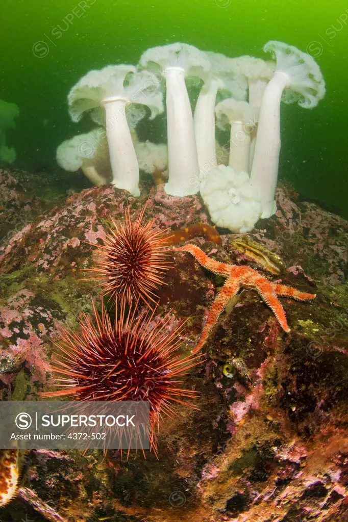 Plumose anemones (Metridium senile), off Dundas Island, near Prince Rupert, in the northernmost  part of British Columbia, Canada.