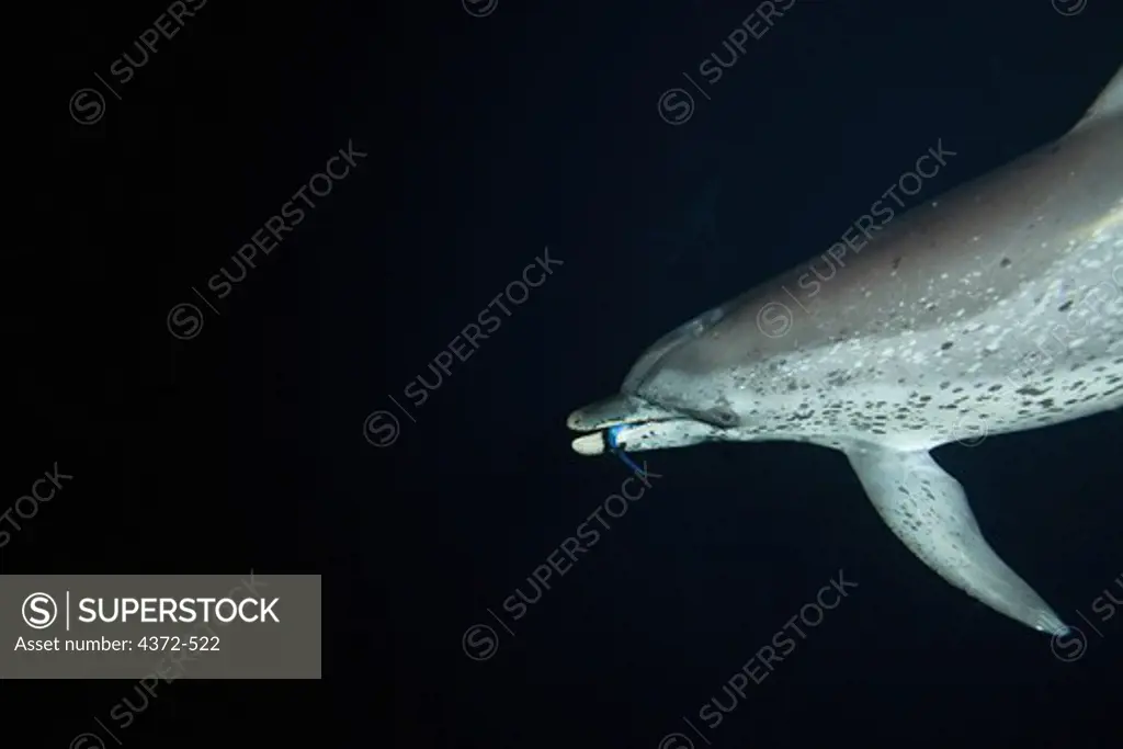 Atlantic Spotted Dolphin, Stenella frontalis, feeding on flying fish, Parexocroetus brachypterus, at night.