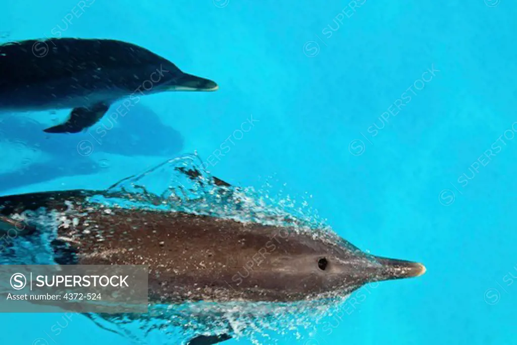 Atlantic Spotted Dolphins, Stenella frontalis.