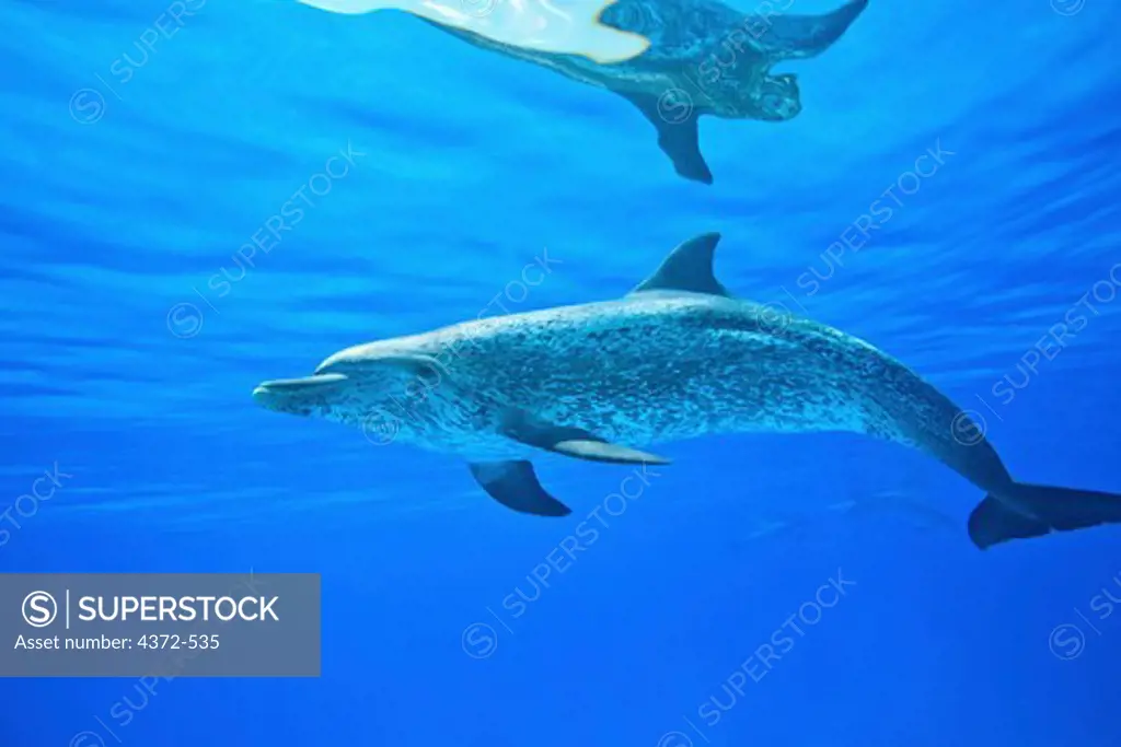 Atlantic Spotted Dolphin, Stenella frontalis.