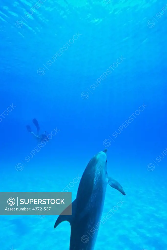 Atlantic Spotted Dolphin with snorkeler in the background.