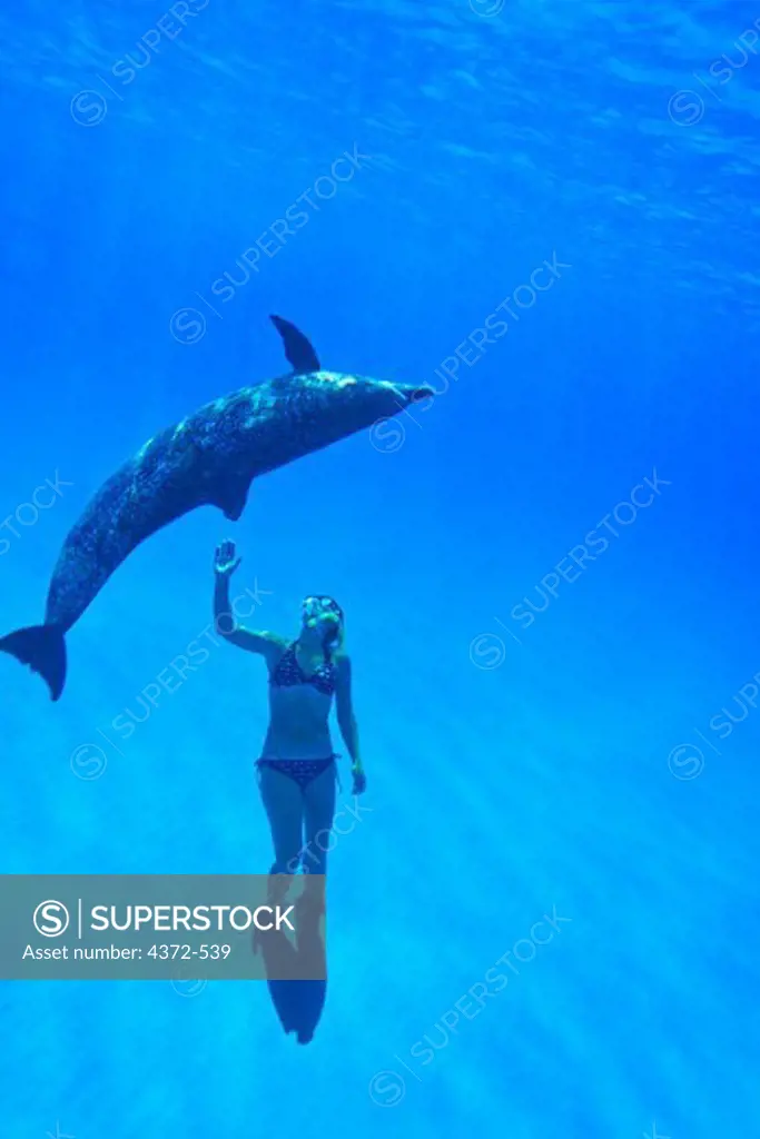 Snorkeler swimming with an Atlantic Spotted Dolphin.