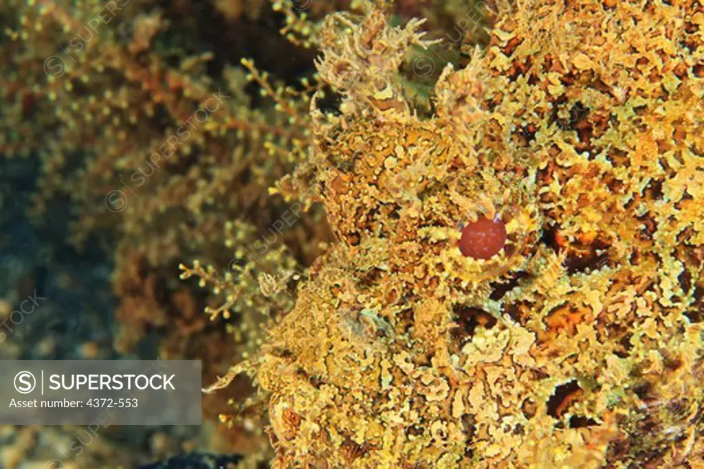 Spotted Scorpionfish, Scorpaena plumieri, hides in plain sight with natural camouflage.