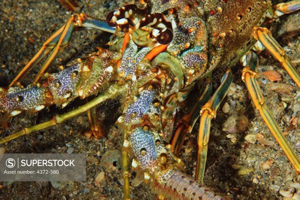 Spiny Lobster, Panulirus argus