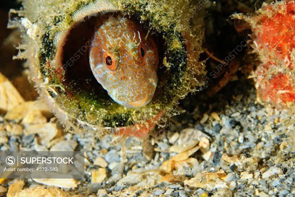 Seaweed Blenny peeks from a hidey hole.