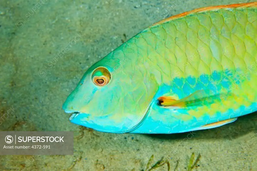 Stoplight Parrotfish, Sparisoma viride at night.