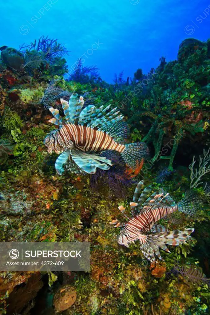 Indo Pacific Lionfish, or Red Lionfish, Pterios volitans